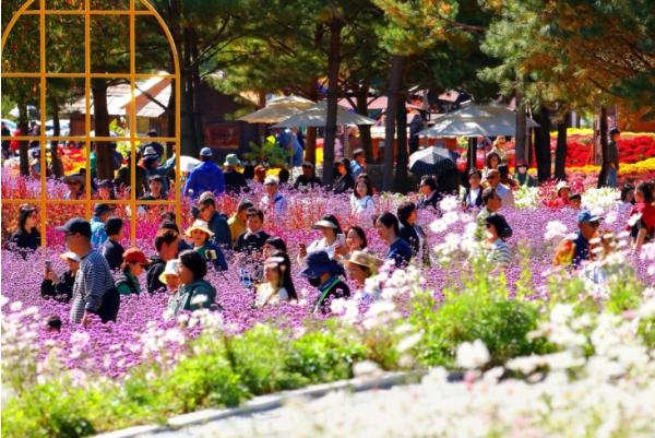인제가을꽃축제, 34만 명 발길 속 성황리 폐막, 가을 대표 관광축제 인기 입증